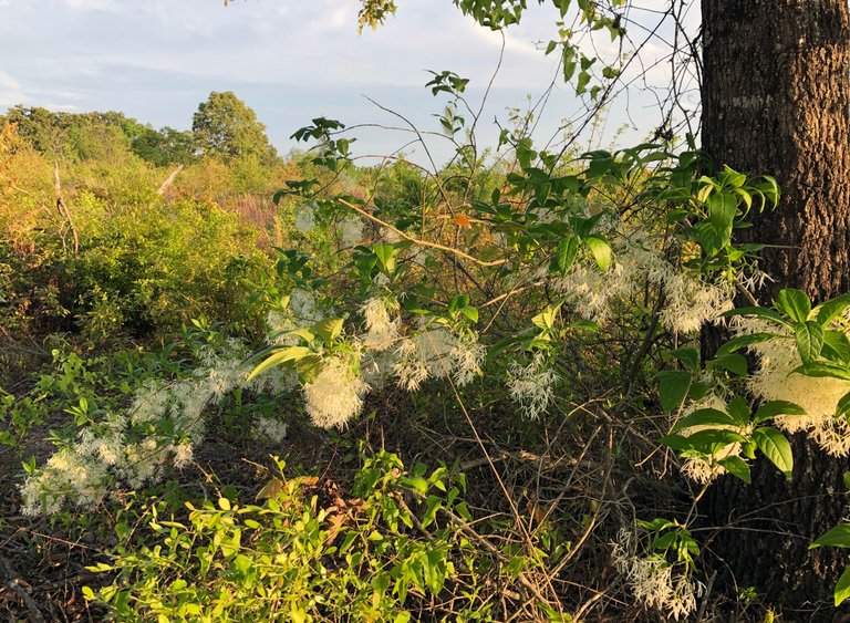 Shrub1.jpg