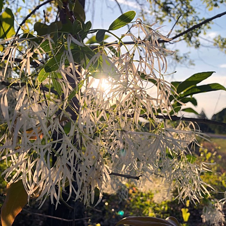 Shrub3.jpg