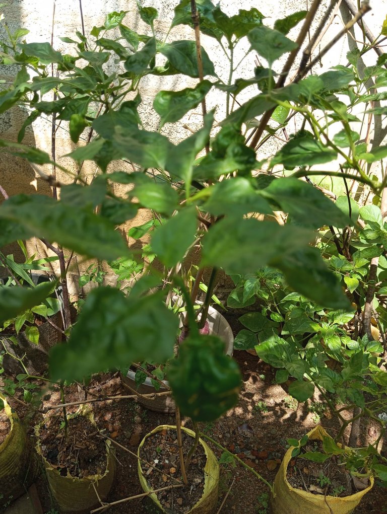 WhatsApp Image 2025-11-30 at 16.40.25.jpeg