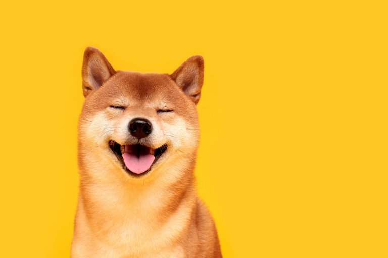 dogecoin-everything-you-need-to-know-about-the-cryptocurrenc_4ssb.jpg