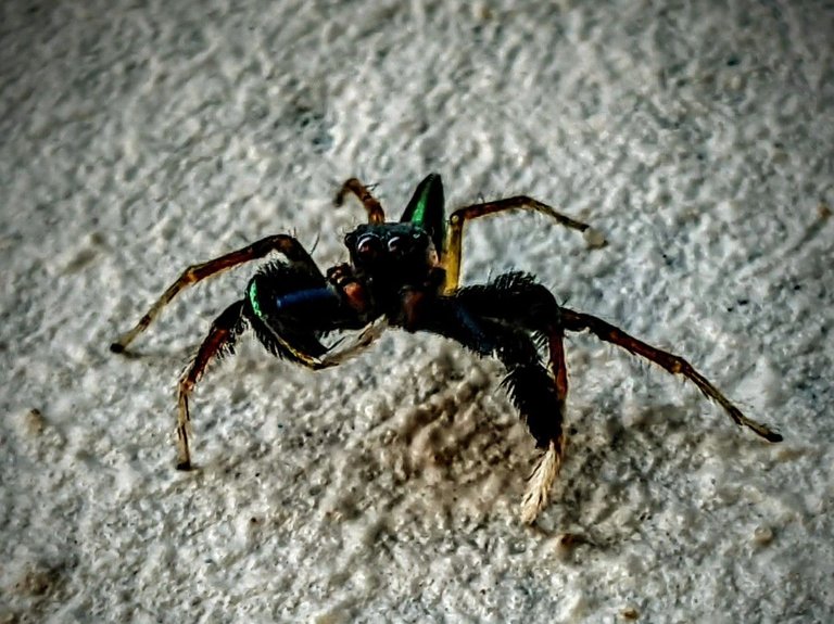 Hive Photography Contests || Kun-fu Spider