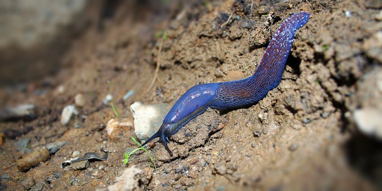 slug1122539_1920.jpg