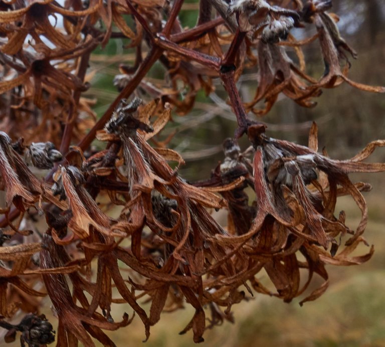 Heptacodium miconioides .jpg