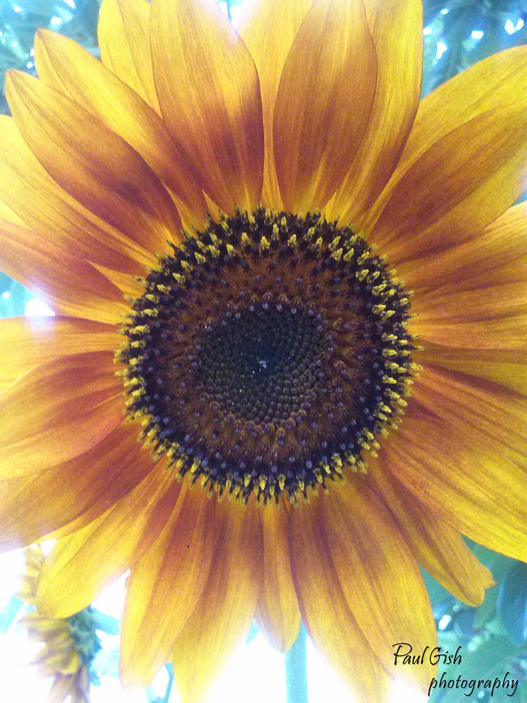 sunflower.jpg