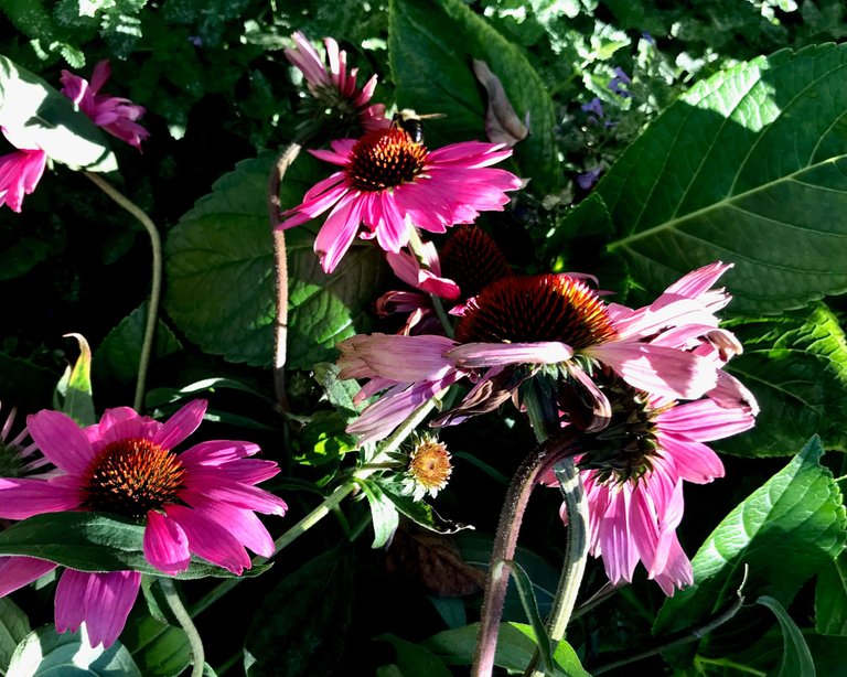 IMG_0664 (1).jpeg