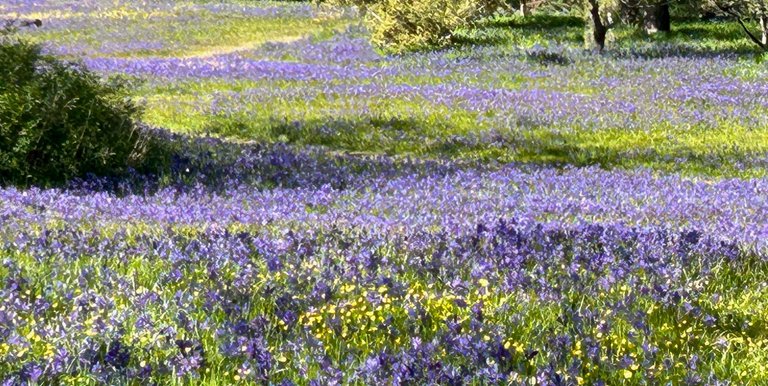 IMG_6374.jpeg
