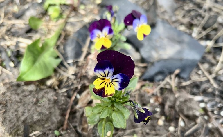IMG_6527 (1).jpeg