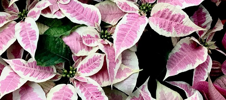 IMG_1501 (1).jpeg