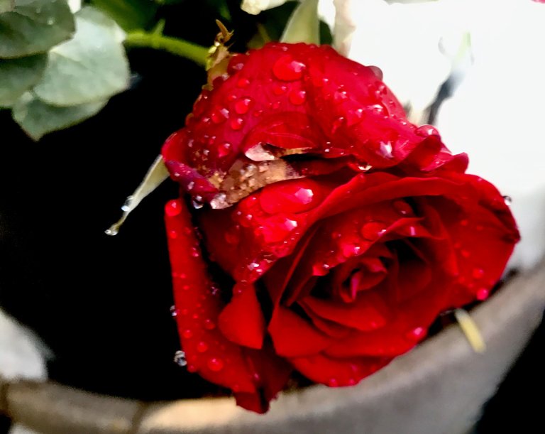 IMG_2482.jpeg