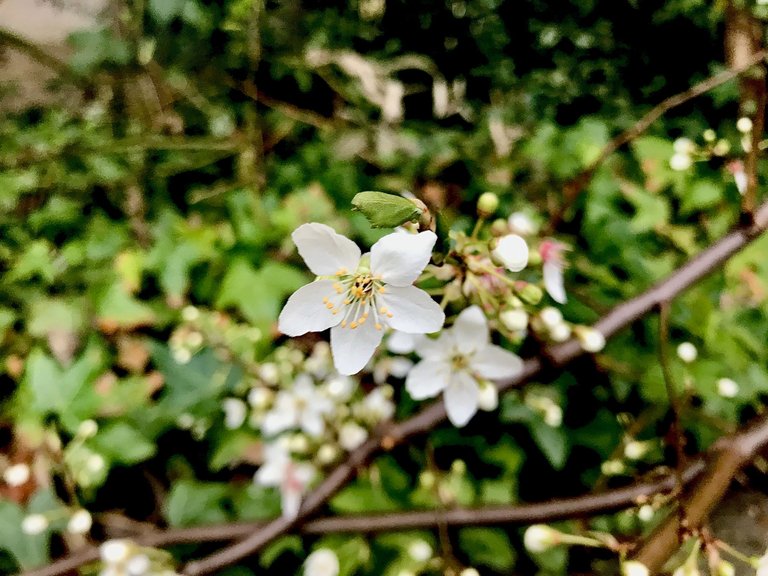 IMG_8635.jpeg