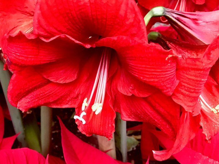 IMG_1482.jpeg