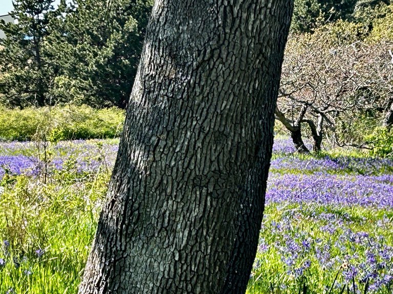 IMG_6373.jpeg
