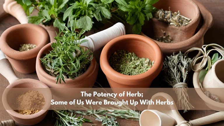 The Potency of Herb; Some of Us Were Brought Up With Herbs.jpg