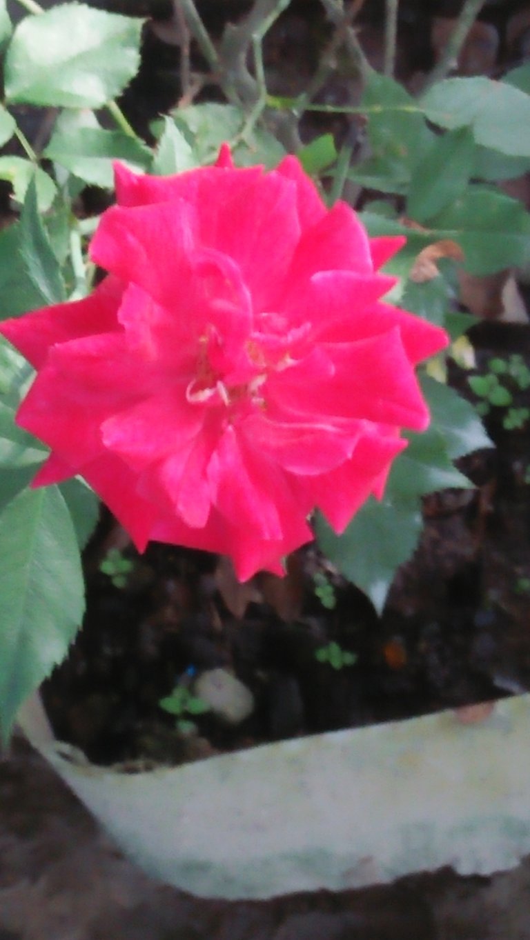 IMG20200528164540.jpg