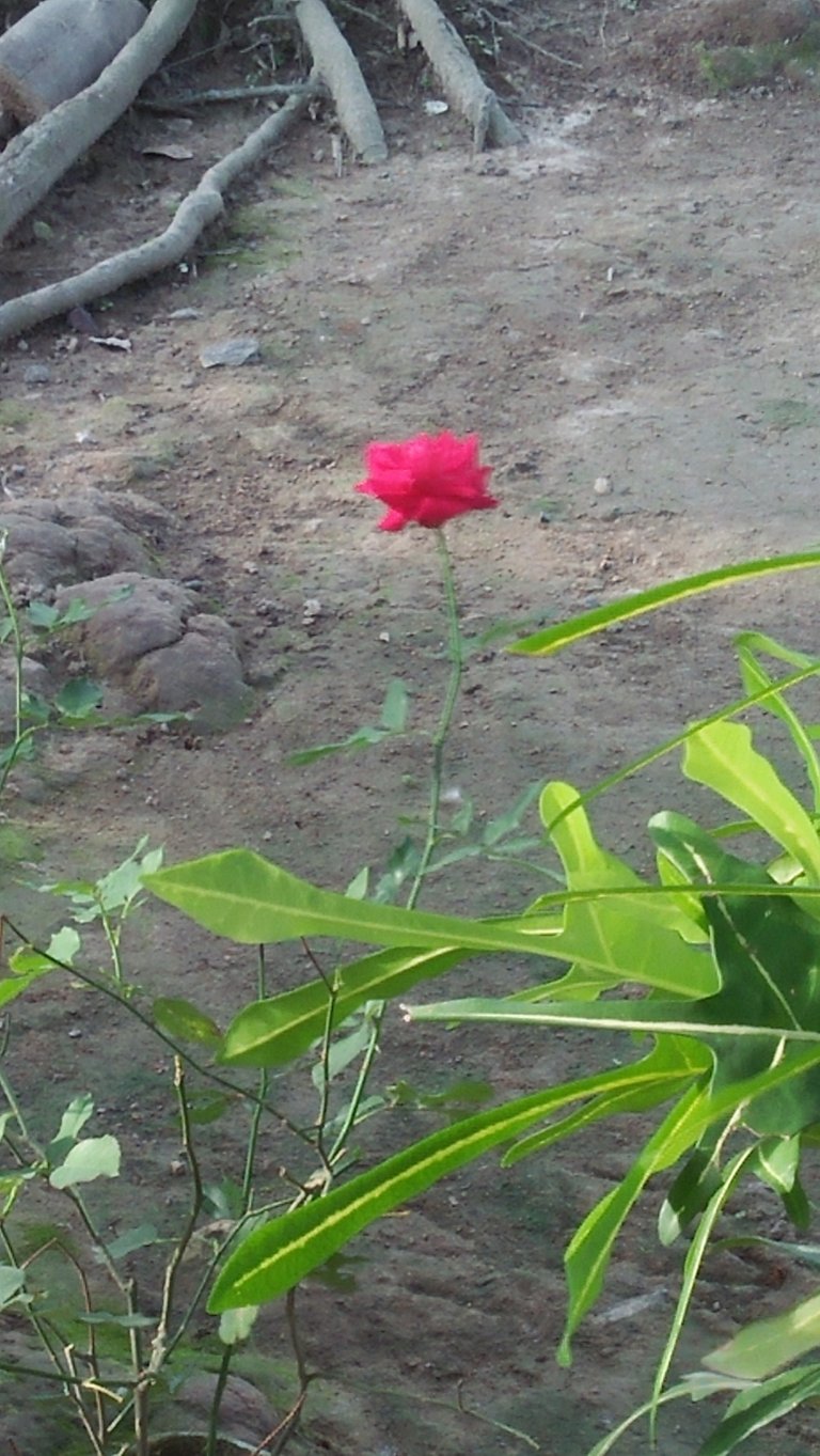 IMG20200528164417.jpg
