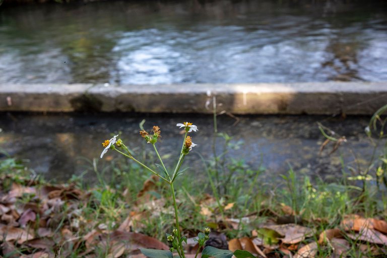 _MG_2161.jpg