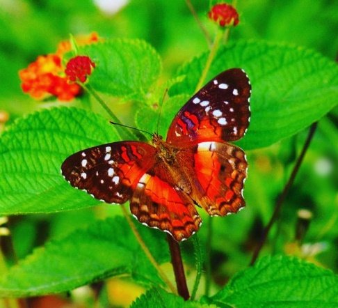 mariposa roja.jpg