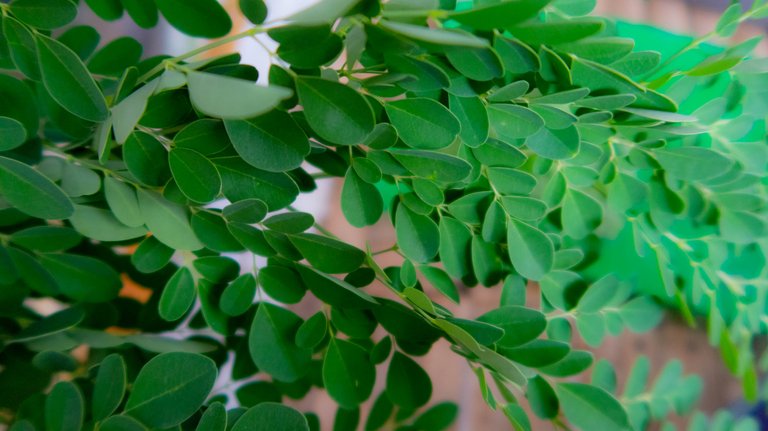 moringa.jpg