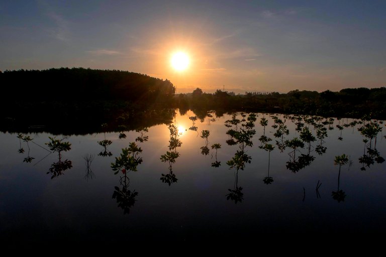 mangrove side.jpg