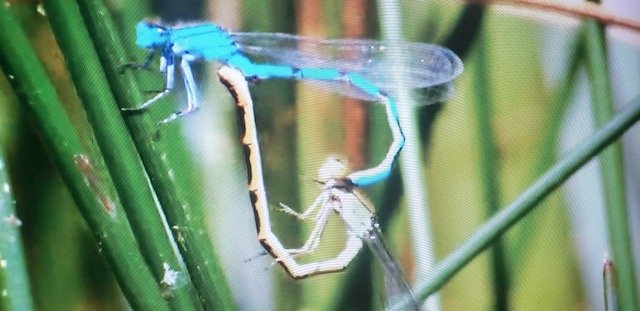 dragonfly mating.jpeg