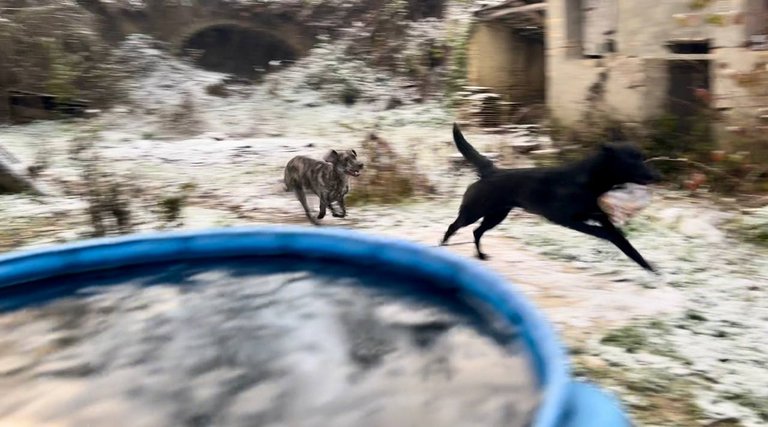 Salsa & Kymia whizzing through the Garden at full speed