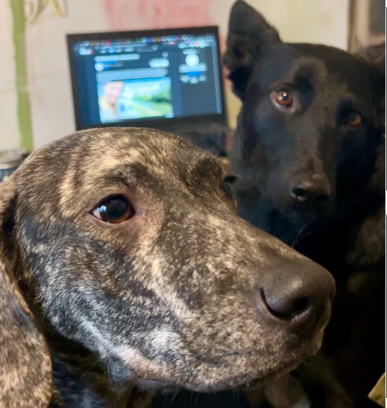 Kymia & Salsa sitting on our chairs trying to understand Peakd