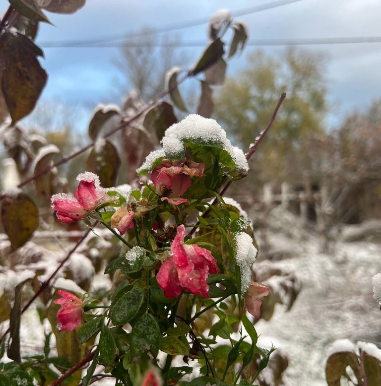 One of our Roses that was still blooming until now, covered in her icy dress