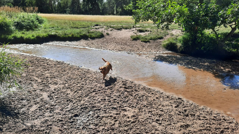 Extrem glücklicher Hund (2)