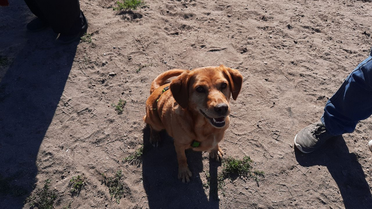 Extrem glücklicher Hund (1)