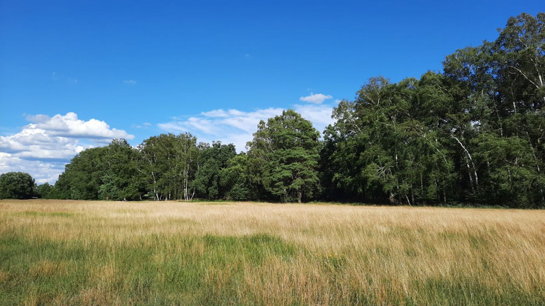 Blick auf den Rand des Mischwaldes