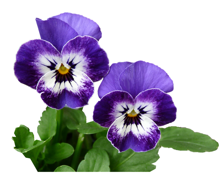 pansy2730817_1280.png