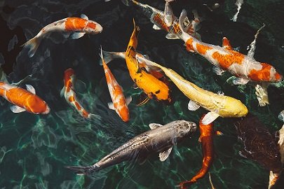 koi-fish-1868779.jpg