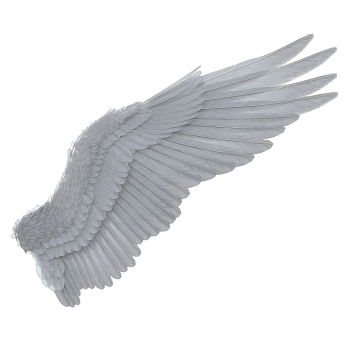 wing-4916717 (2).png