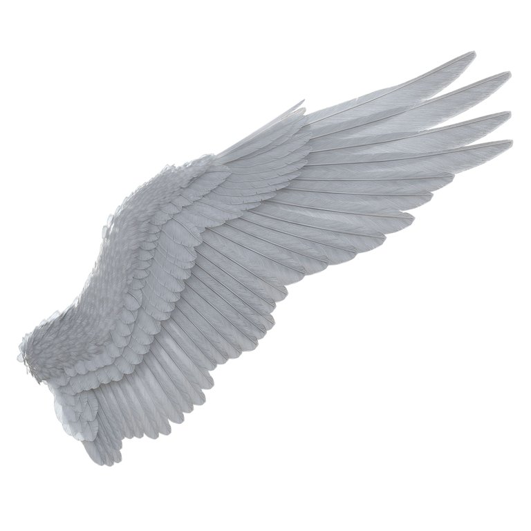 wing-4916717.png