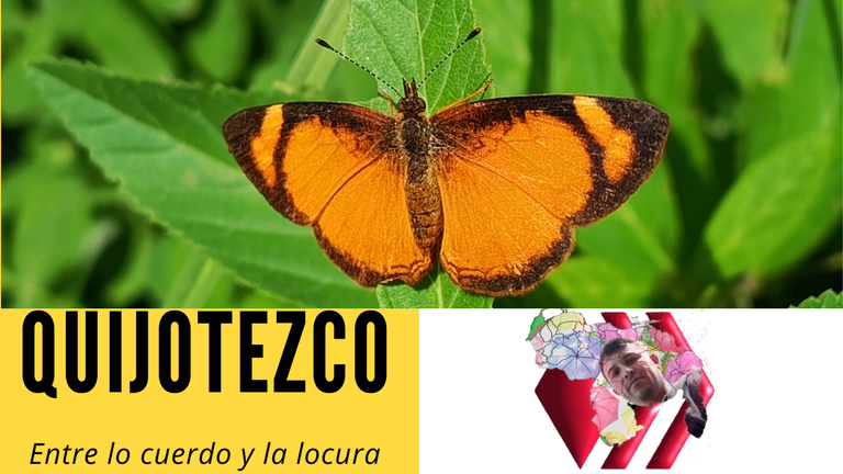 Mariposa Creciente naranja.png