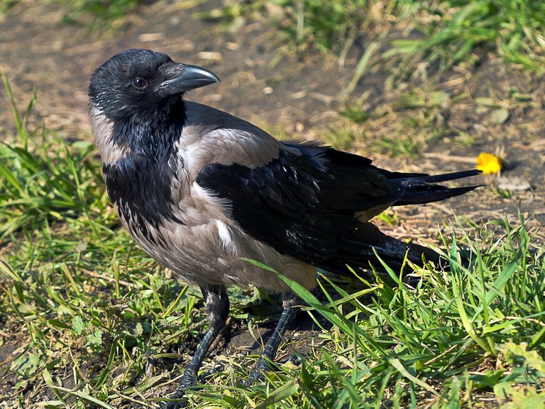 crows_3.jpg