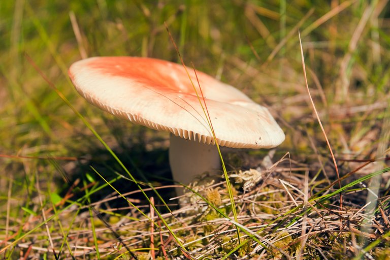 russula12.jpg