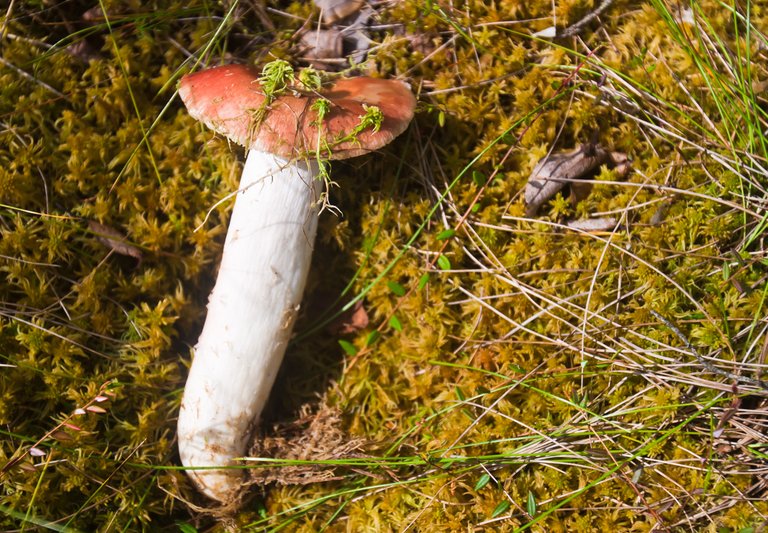 russula06.jpg