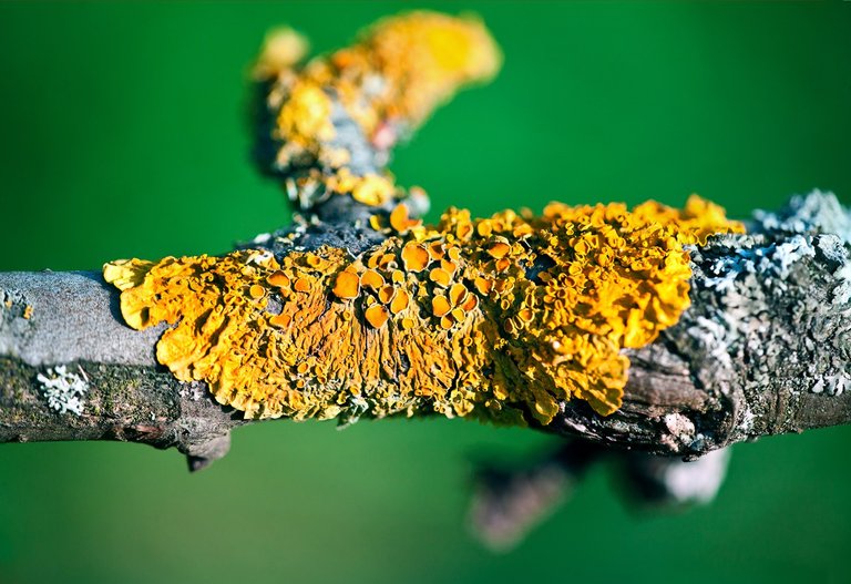 lichens_0124w.jpg