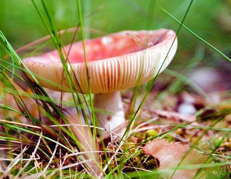 russula02.jpg