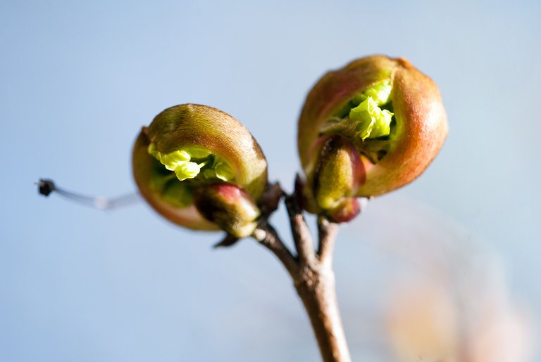 b_blossom_buds_9767.jpg