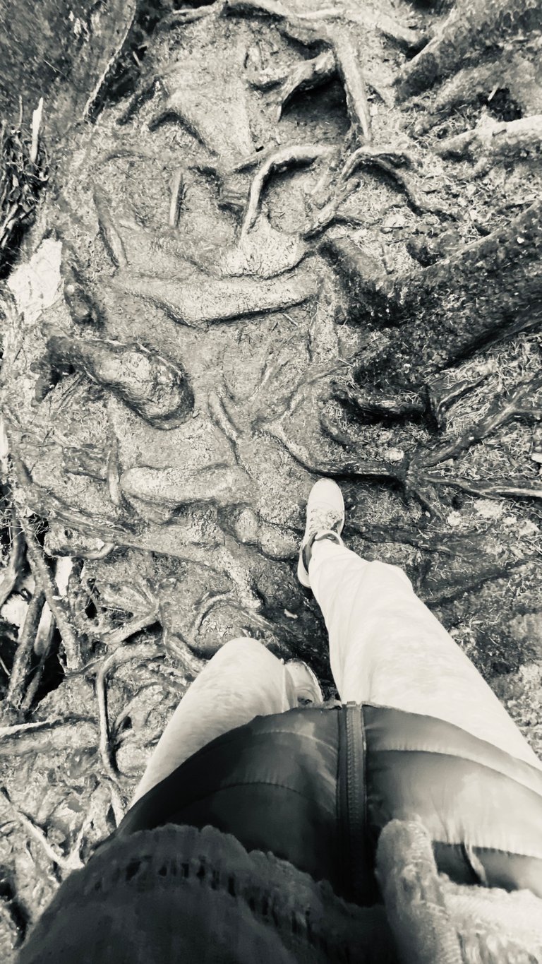 IMG_0009.jpeg
