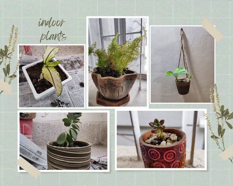 Green Minimalist Simple Indoor Plants Home Decor Photo Collage.png
