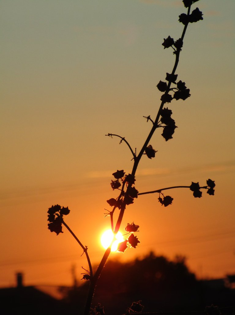 flores por do sol (1).jpg