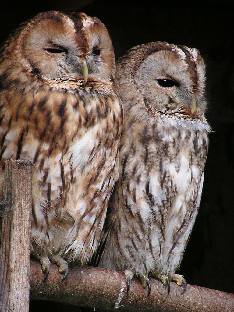 tawnyowl175969_1280.jpg