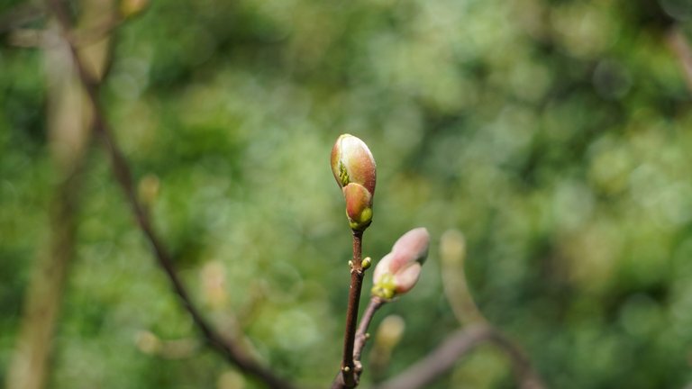 DSC01306.JPG