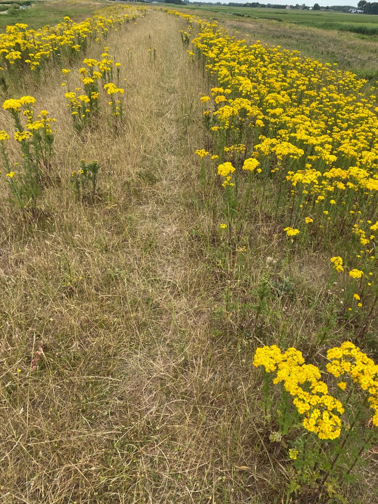IMG_2317.jpeg