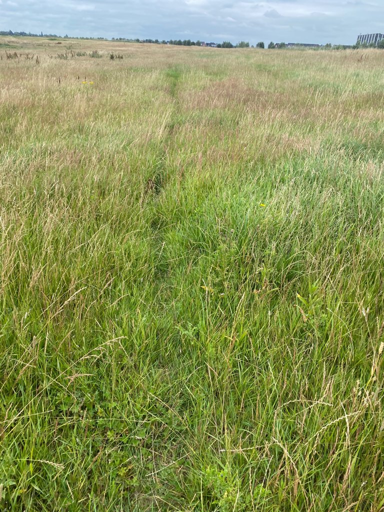 IMG_2326.jpeg