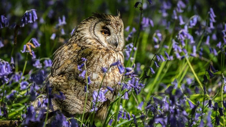 Bluebells.jpg