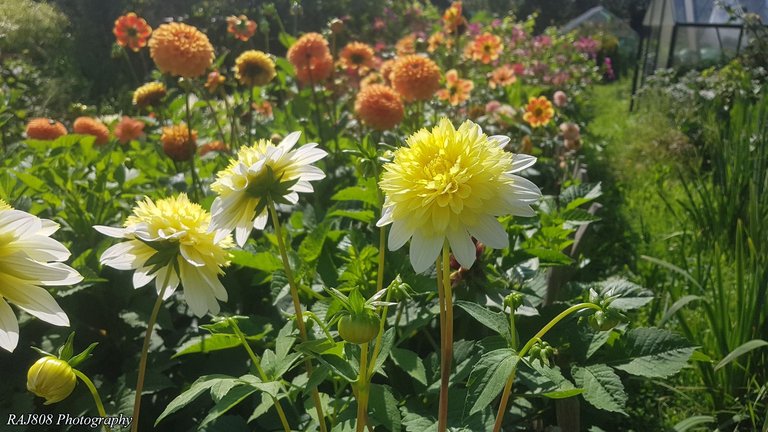 Flowerlandscape01.jpg